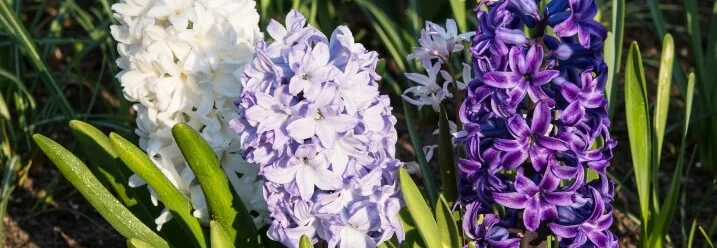 Lila, weiße und violette Hyazinthen